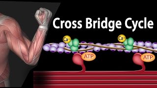 Muscle Contraction  Cross Bridge Cycle Animation [upl. by Atinaj8]