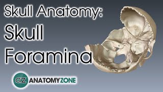 Foramina of the Skull  Skull Anatomy [upl. by Towny]