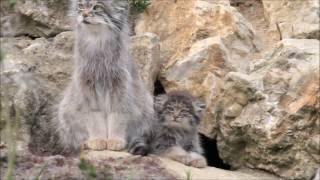 Pallas cat and kitten [upl. by Reddin]