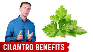 What is Cilantro Good For [upl. by Quillan]