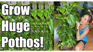 Secrets to Growing Giant Pothos  Pothos UpPotting amp Repotting  Pothos Care Guide  Devils Ivy [upl. by Nelrah610]