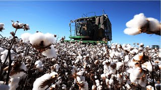 How Cotton Processing in Factory Cotton Cultivation  Cotton Farming and Harvest [upl. by Eirelav]