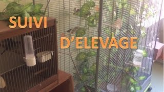 suivi délevage oiseaux exotiques  infos FAQ [upl. by Claudette184]