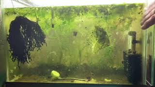 Scuds Daphnia Cherry Shrimp Copepods My aquatic food culture [upl. by Bettzel62]