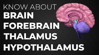 Learn About Brain  Forebrain  Thalamus  Hypothalamus [upl. by Zakarias]