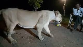 Another video of illegal lion show in Gir goes viral [upl. by Wier214]