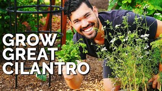 How to Grow CilantroAnd Stop It From BOLTING [upl. by Donata]