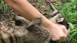 Rabid raccoon attack Alabama [upl. by Ydnyl]