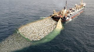 WoW  Fishing Boat Catch a Lot of Fish  Big Catch [upl. by Esmond]