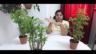 Ming aralia plant care English [upl. by Bailar365]