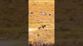 LION HUNT ZEBRA wildlife [upl. by Bridie58]