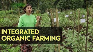 Integrated Organic Farming System Farmers Group in Lucban Quezon into Organic Farming [upl. by Haimehen336]