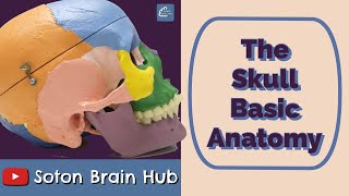 The Skull Basic Anatomy [upl. by Neu]