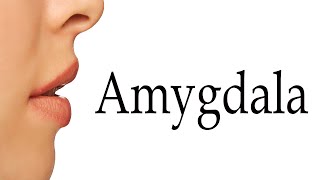 How To Say Amygdala [upl. by Kcirdle]