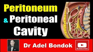 Mesentery organ and functions preview  Human Anatomy  Kenhub [upl. by Fadas]