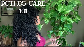 Pothos Plant Care  One of the Easiest Plants [upl. by Inattyrb]