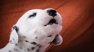 Puppies Barking  Cute Puppies Barking Compilation [upl. by Christel]