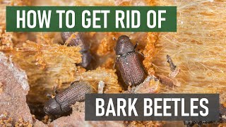 How to Get Rid of Bark Beetles 4 Easy Steps [upl. by Yelrebmik]