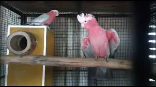 Galah cockatoo breeding pairs [upl. by Bertrando782]