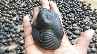 Shaligram sri aniruddha vishnu shaligram shila [upl. by Buonomo109]