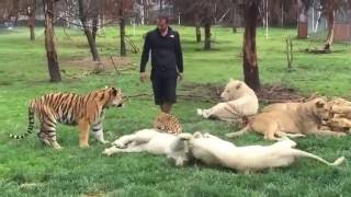 Tiger Saves Man From A Leopard Attack [upl. by Ragouzis]