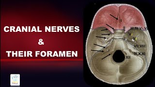 Cranial Nerves Foramen Mnemonics [upl. by Anada]