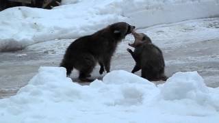 Raccoon amp opossum fight [upl. by Rodmann]