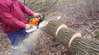 Falled small tree with STIHL 500i [upl. by Kingsley]