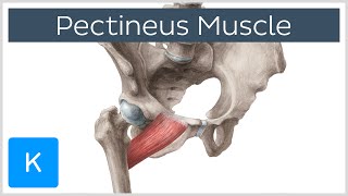 Pectineus Muscle  Origin Insertion Function amp Innervation  Anatomy  Kenhub [upl. by Enohpets]