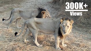 Asiatic Lion  Sasan Gir  INDIA [upl. by Dehsar941]