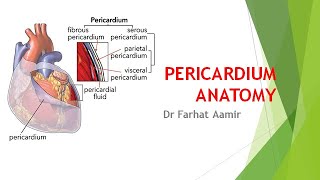 Pericardium Anatomy [upl. by Carmelia365]