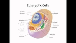 Prokaryotic Cells and Eukaryotic Cells [upl. by Ambrogino141]