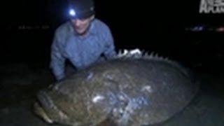 350lb American Grouper  River Monsters [upl. by Arihsa]