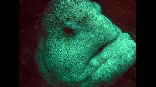 Facts The Wolf Eel [upl. by Notfa333]