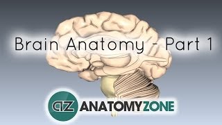 Basic Parts of the Brain  Part 1  3D Anatomy Tutorial [upl. by Anwat244]