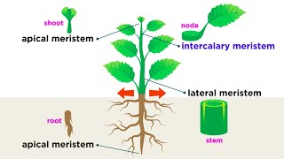 Types of Plant Cells [upl. by Arualana]