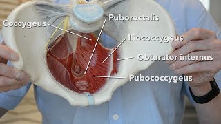 Pelvic floor muscles [upl. by Assiron468]