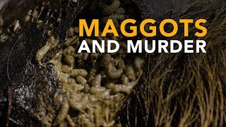 Maggots can help tell a dead persons story [upl. by Einnaej]