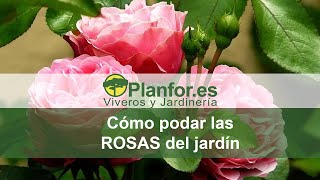 Como podar las rosas correctamente [upl. by Melisa]