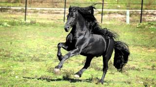 WORLD FAMOUS FRIESIAN STALLION [upl. by Eniortna]