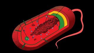 Microbiology of Prokaryotes Bacteria amp Archaea [upl. by Alletneuq]