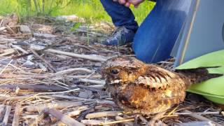 Eastern Whippoorwill release 02062017 [upl. by Dar]