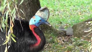 Weltvogelpark Walsrode Teil 45 [upl. by Ettenwahs]