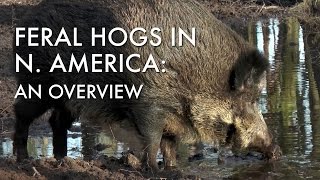 Feral Hogs in North America An Overview [upl. by Noraf222]