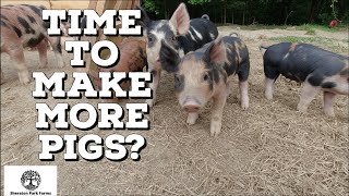 Pastured Pig Breeding  Is My Pig In Heat [upl. by Mcgee]