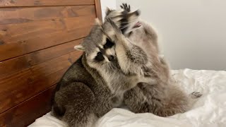 Two Raccoons Play Fighting [upl. by Eniluqaj]