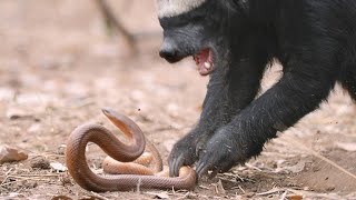 A Honey Badger and Mole Snake Fight to the Death [upl. by Yeldnarb]