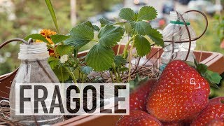 FRAGOLE IN BALCONE COME COLTIVARLE [upl. by Kloman]