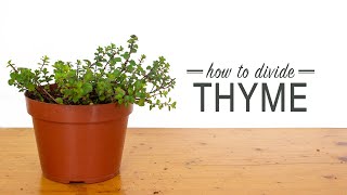 How to Divide Thyme [upl. by Flann21]