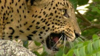 Living with a Leopard  Leopards An Unnatural History  BBC Earth [upl. by Mellman]